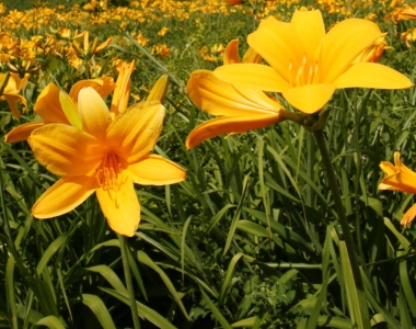 3 Things to Know about Summer in Niigata