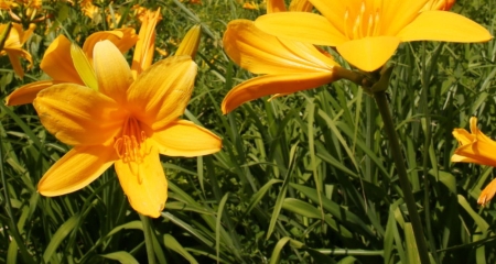 3 Things to Know about Summer in Niigata