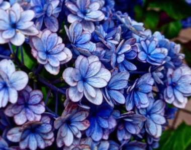 AJISAI: The Flowers of Seven Transformations