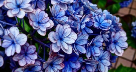 AJISAI: The Flowers of Seven Transformations