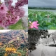 Running Through the Seasons in Niigata