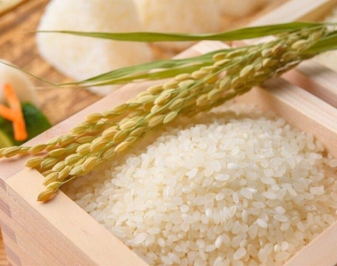 Deep Roots of Niigata’s Gem – Koshihikari