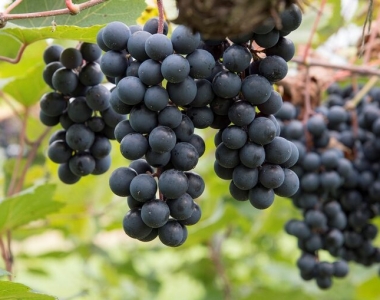 Iwanohara: the oldest winery in Japan