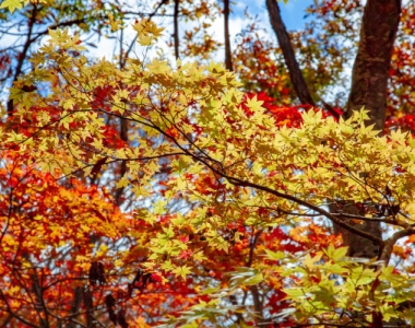 Mesmerising Myoko: The beauty of the four seasons