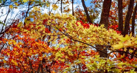 Mesmerising Myoko: The beauty of the four seasons