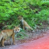 Tails Of Kitsune: The Many Faces of Niigata’s Mysterious Fox