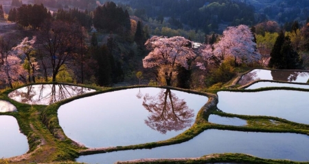 Top 5 Cherry Blossom Delights in Niigata