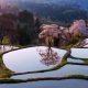 Top 5 Cherry Blossom Delights in Niigata