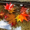 Autumn Essentials in Niigata, Japan