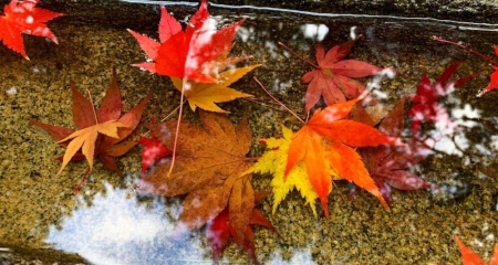 Autumn Essentials in Niigata, Japan