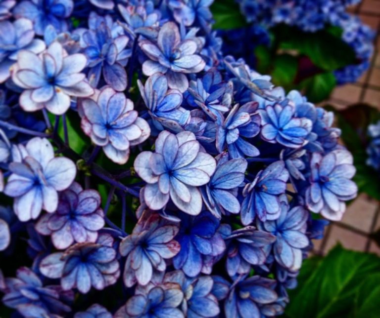 hydrangea
