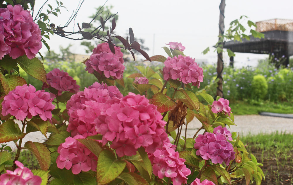 AJISAI: The Flowers of Seven Transformations | Edge of Niigata