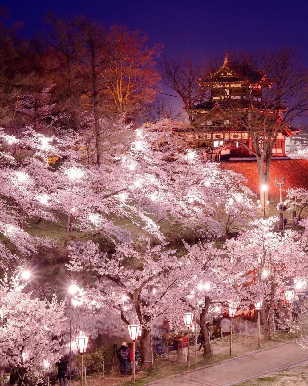 sakuracherry blossoms takada castle