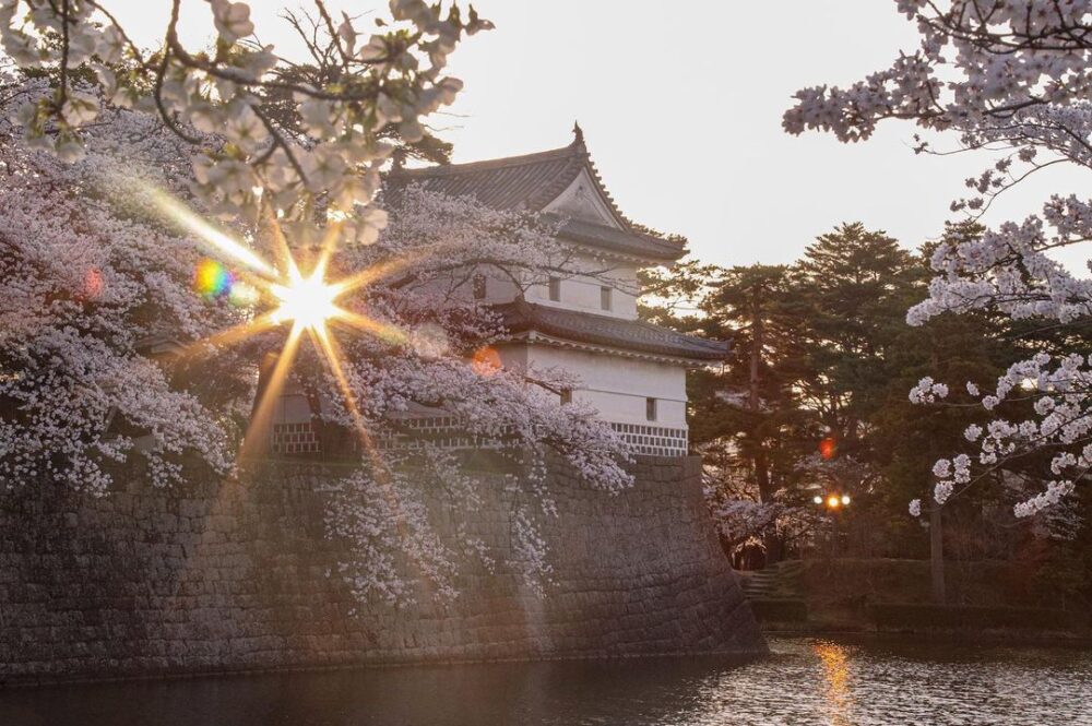 sakurashibata castle cherry blossoms