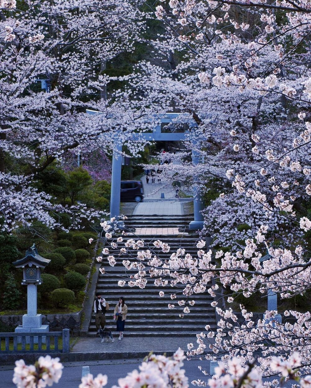 yahiko shrine sakura
