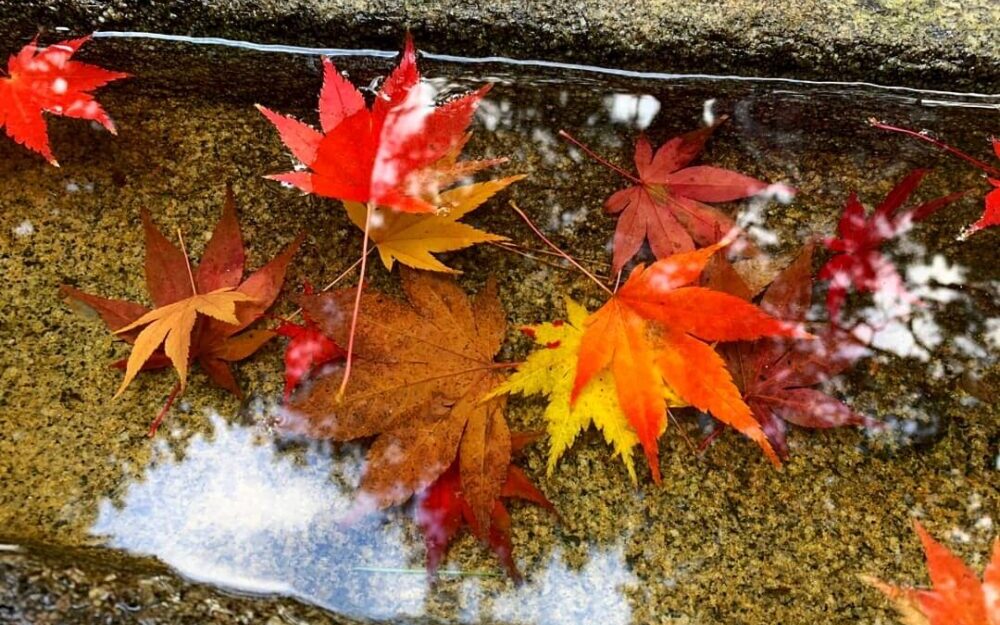 autumn japan red leaves in water