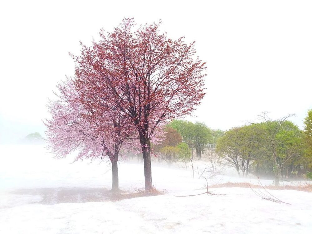 pink sakura in the snow